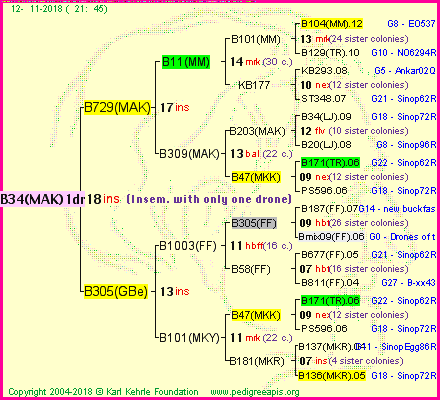 Pedigree of B34(MAK)1dr :
four generations presented<br />it's temporarily unavailable, sorry!