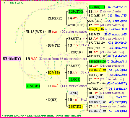 Pedigree of B34(MDY) :
four generations presented<br/>temporarily unavailable ... sorry