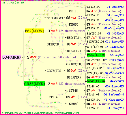 Pedigree of B34(MKN) :
four generations presented