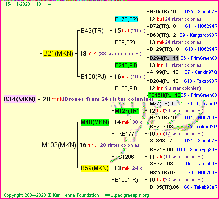 Pedigree of B34(MKN) :
four generations presented
it's temporarily unavailable, sorry!