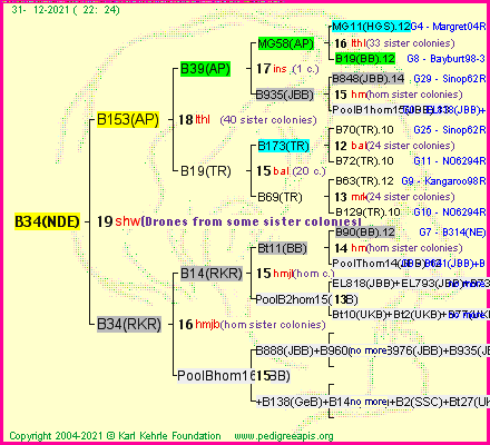 Pedigree of B34(NDE) :
four generations presented
it's temporarily unavailable, sorry!