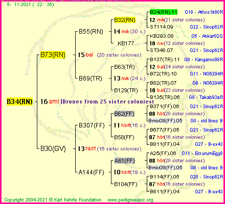 Pedigree of B34(RN) :
four generations presented
it's temporarily unavailable, sorry!