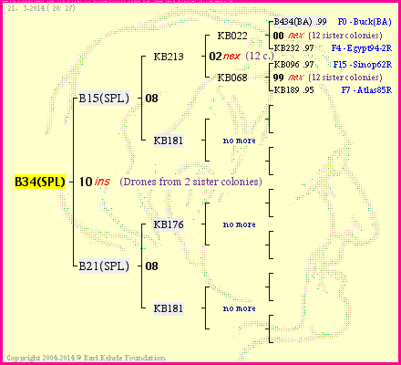 Pedigree of B34(SPL) :
four generations presented