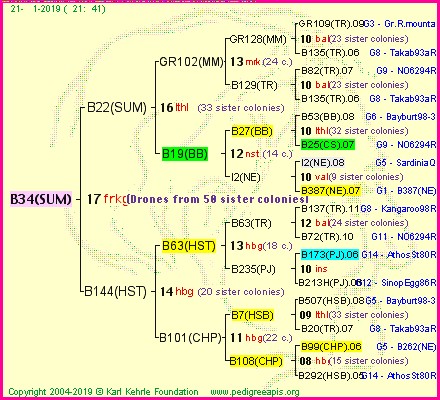 Pedigree of B34(SUM) :
four generations presented<br />it's temporarily unavailable, sorry!