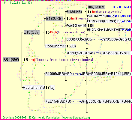 Pedigree of B34(SW) :
four generations presented
it's temporarily unavailable, sorry!