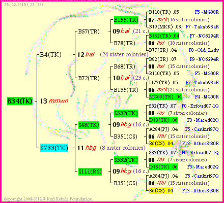 Pedigree of B34(TK) :
four generations presented