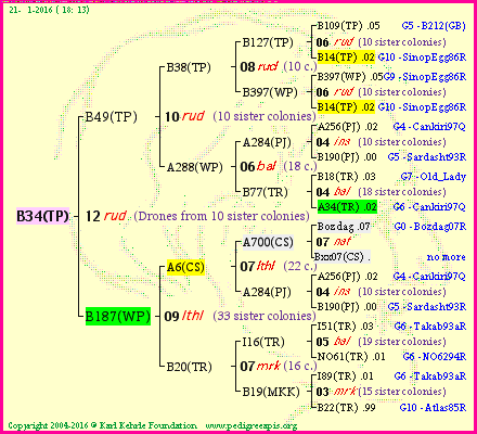 Pedigree of B34(TP) :
four generations presented