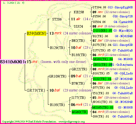 Pedigree of B341(MKN)1dr :
four generations presented