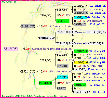 Pedigree of B342(DS) :
four generations presented