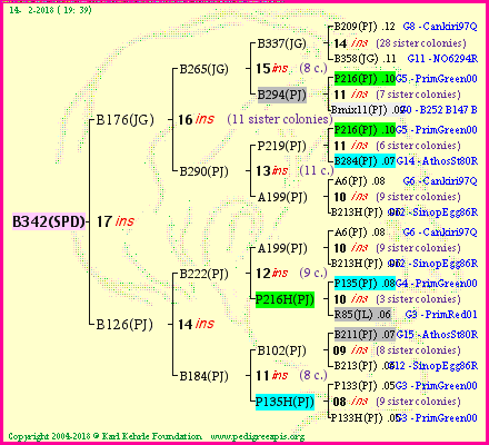 Pedigree of B342(SPD) :
four generations presented