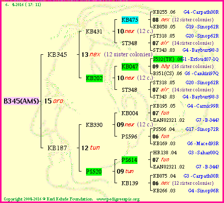 Pedigree of B345(AMS) :
four generations presented