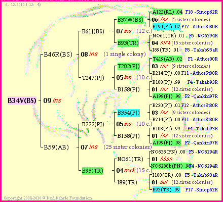 Pedigree of B34V(BS) :
four generations presented