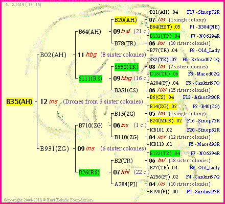 Pedigree of B35(AH) :
four generations presented