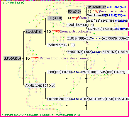 Pedigree of B35(AKB) :
four generations presented