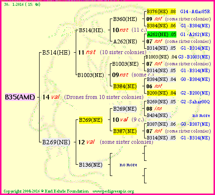 Pedigree of B35(AME) :
four generations presented