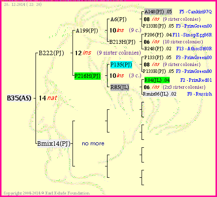 Pedigree of B35(AS) :
four generations presented