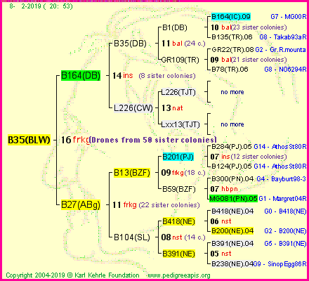 Pedigree of B35(BLW) :
four generations presented<br />it's temporarily unavailable, sorry!