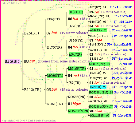 Pedigree of B35(BT) :
four generations presented