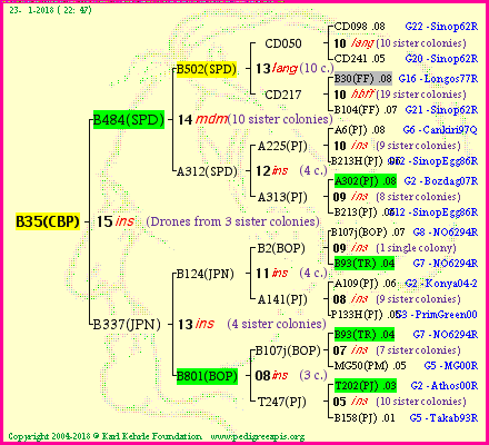 Pedigree of B35(CBP) :
four generations presented