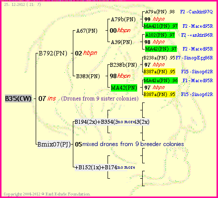 Pedigree of B35(CW) :
four generations presented