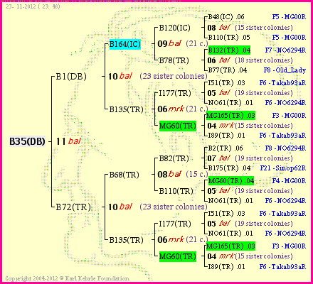 Pedigree of B35(DB) :
four generations presented