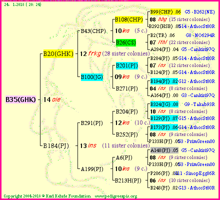 Pedigree of B35(GHK) :
four generations presented