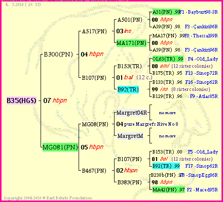 Pedigree of B35(HGS) :
four generations presented