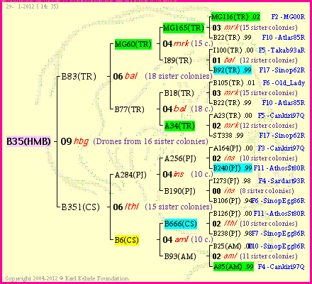 Pedigree of B35(HMB) :
four generations presented