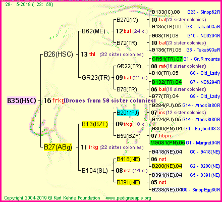 Pedigree of B35(HSC) :
four generations presented<br />it's temporarily unavailable, sorry!