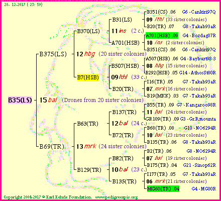 Pedigree of B35(LS) :
four generations presented