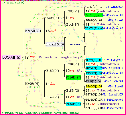 Pedigree of B35(MHG) :
four generations presented