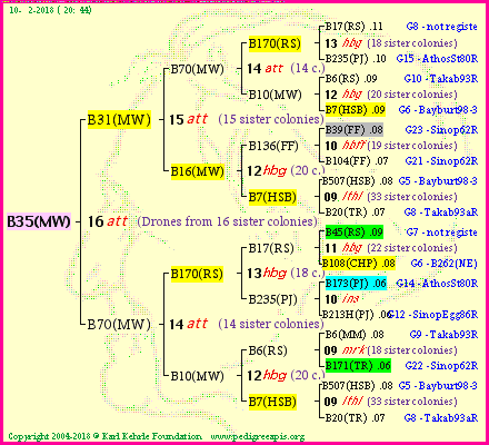 Pedigree of B35(MW) :
four generations presented