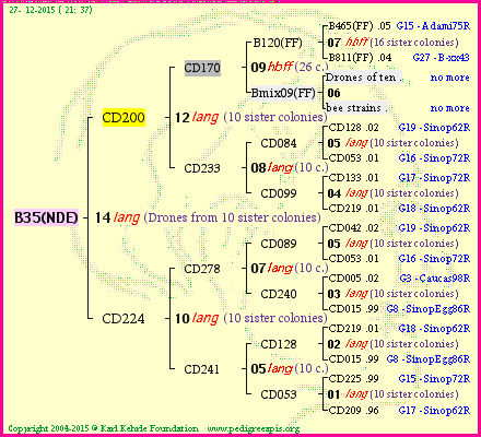 Pedigree of B35(NDE) :
four generations presented