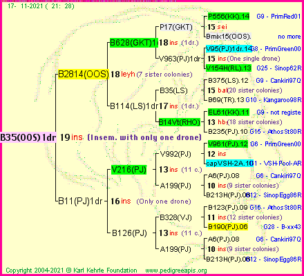 Pedigree of B35(OOS)1dr :
four generations presented
it's temporarily unavailable, sorry!