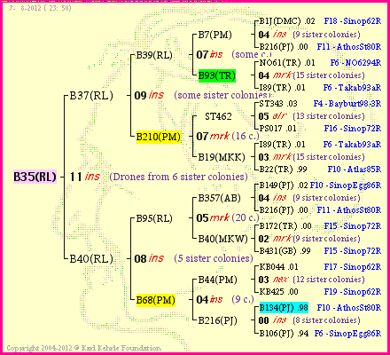 Pedigree of B35(RL) :
four generations presented