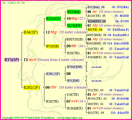 Pedigree of B35(SP) :
four generations presented