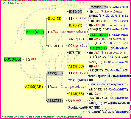 Pedigree of B35(VLG) :
four generations presented