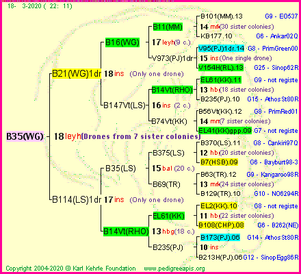 Pedigree of B35(WG) :
four generations presented
it's temporarily unavailable, sorry!