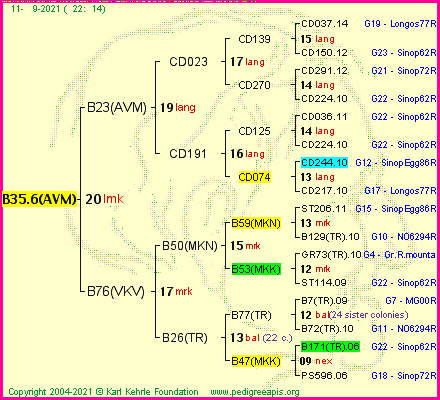 Pedigree of B35.6(AVM) :
four generations presented
it's temporarily unavailable, sorry!