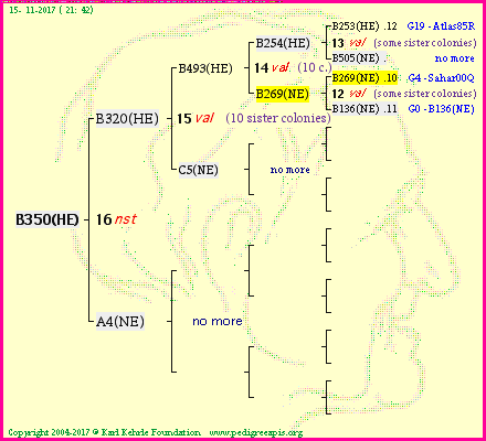 Pedigree of B350(HE) :
four generations presented