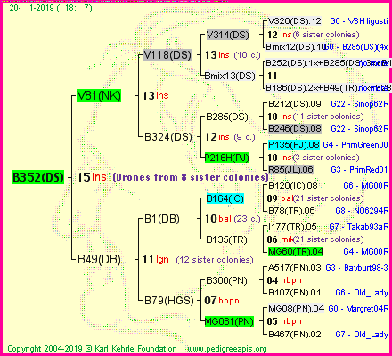 Pedigree of B352(DS) :
four generations presented<br />it's temporarily unavailable, sorry!