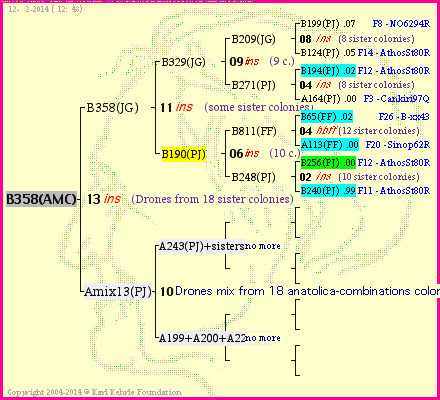 Pedigree of B358(AMC) :
four generations presented