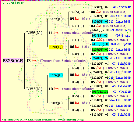 Pedigree of B358(DGF) :
four generations presented