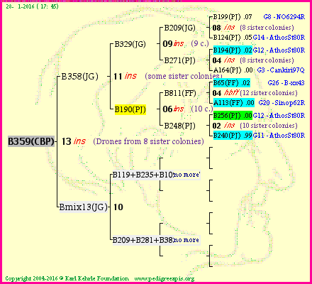 Pedigree of B359(CBP) :
four generations presented