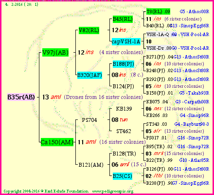 Pedigree of B35r(AB) :
four generations presented