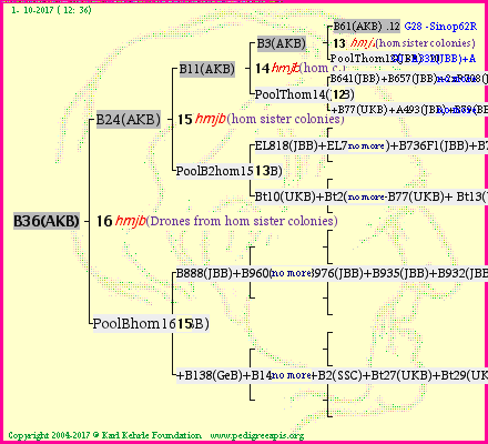 Pedigree of B36(AKB) :
four generations presented