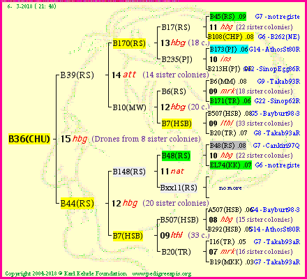 Pedigree of B36(CHU) :
four generations presented