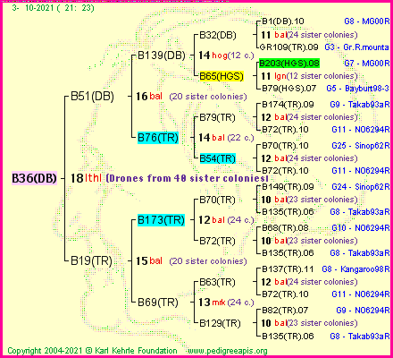 Pedigree of B36(DB) :
four generations presented
it's temporarily unavailable, sorry!