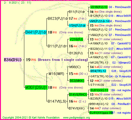 Pedigree of B36(DSU) :
four generations presented
it's temporarily unavailable, sorry!