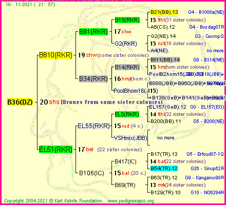 Pedigree of B36(DZ) :
four generations presented
it's temporarily unavailable, sorry!